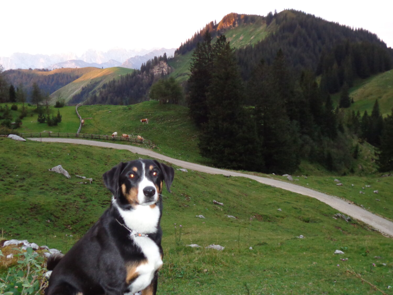 umgebung-gallerie-blickner-alm-051